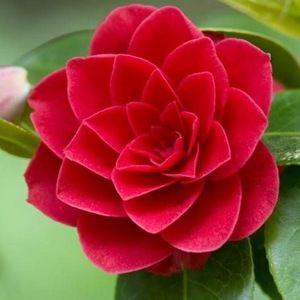 Meet your Posher, Brook rachel